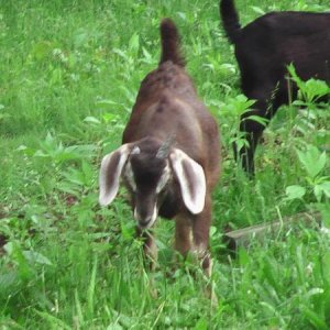 a goat feeding on weed