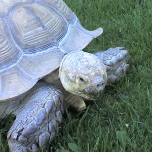 Everybody needs an Alfred:  Alfred, my 100 pound 39 year old, African Sulcata Tortoise.  He was a rescue.