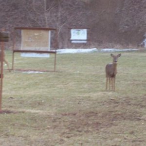 Deer at Outdoor Range