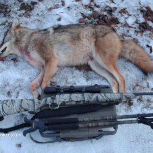 025---first coyote with new Savage Edge .223 --186 yards