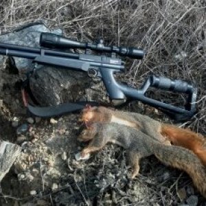 038--first two squirrels with Benjamin p-rod .22 air rifle