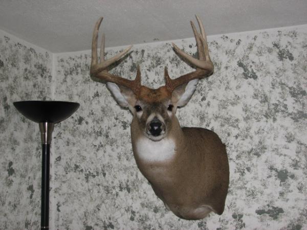 2011 deer 059