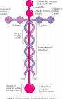 Laminin - cell adhesion molecules

Louie Giglio
http://www.youtube.com/watch?v=_e4zgJXPpI4